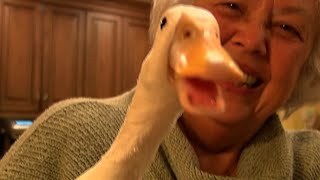 Duck Gets Prosthetic Leg Thanks to Students