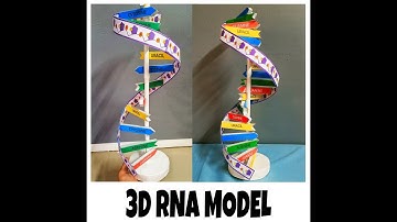 HOW TO MAKE 3D RNA MODEL (from paper & stick)
