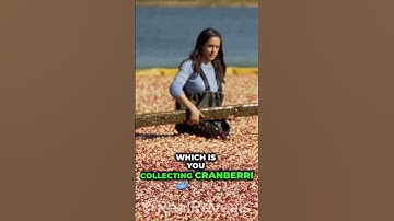 Thumbnail of Did you know this about cranberry harvesting #crazy #fact #reality #shorts #short #trending #history