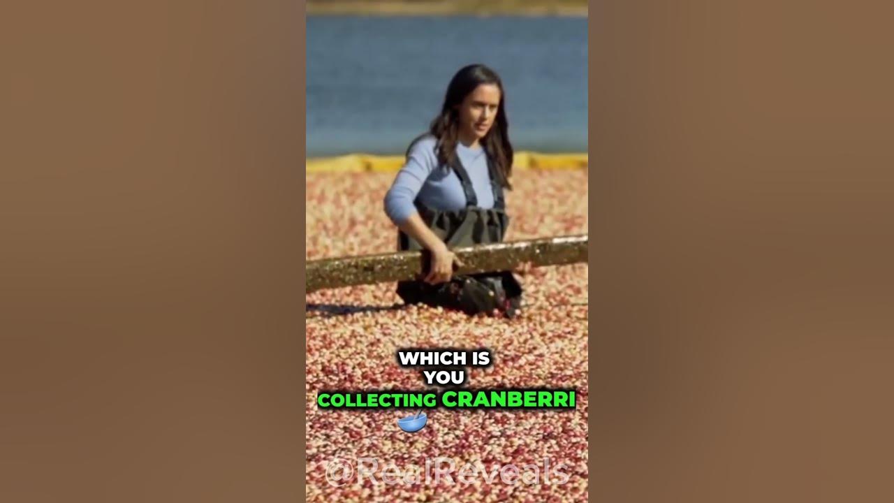 Did you know this about cranberry harvesting #crazy #fact #reality #shorts #short #trending #history Did you know this about cranberry harvesting #crazy #fact #reality #shorts #short #trending #history