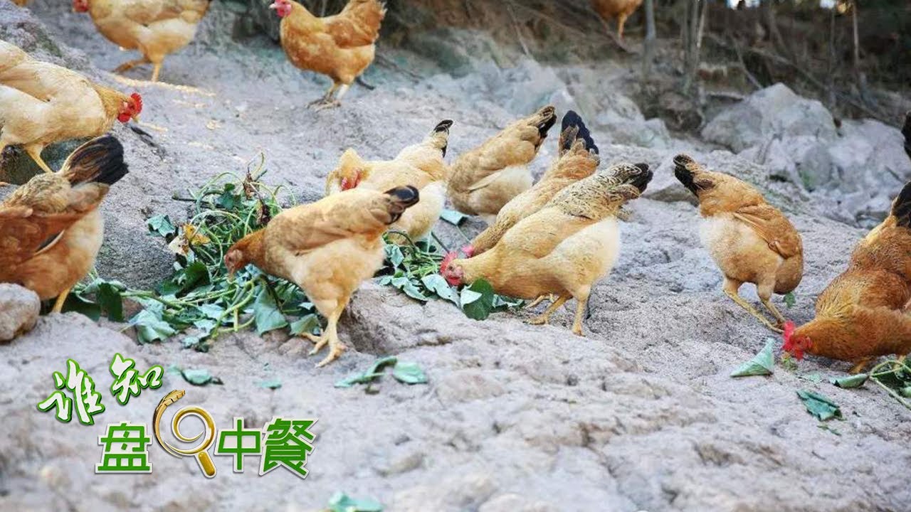 这里养鸡喂桑叶！颠覆传统的新饲料竟然能让蛋清变绿？快来智能鸡蛋工厂一探究竟！丨「谁知盘中餐」20230405