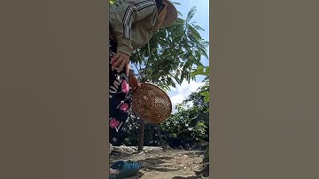 Mắm quê hương miền tây #miềntây #kiêngiang #giadinh