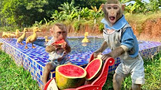 Farmer Bim Bim Takes Baby Duck And Baby Monkey Obi To Pick Fruit In His Garden | Videos Compilation