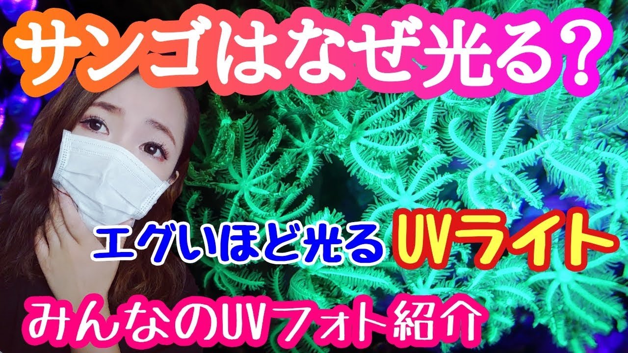 【海水魚水槽】サンゴはなぜ発光する？皆のUVライト照射フォト特集✨my marine aquarium MOAMOAちゃんねる