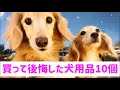 使わなかった＆買って後悔した犬用品10個　Things I Wish I Didn't Buy For My Dog