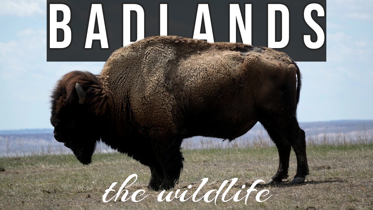 🎥 Badlands National Park Wildlife | Short Cinematic Cut