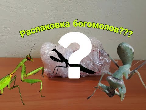 Распаковка богомолов??? Африканский богомол / Sphodromantis viridis