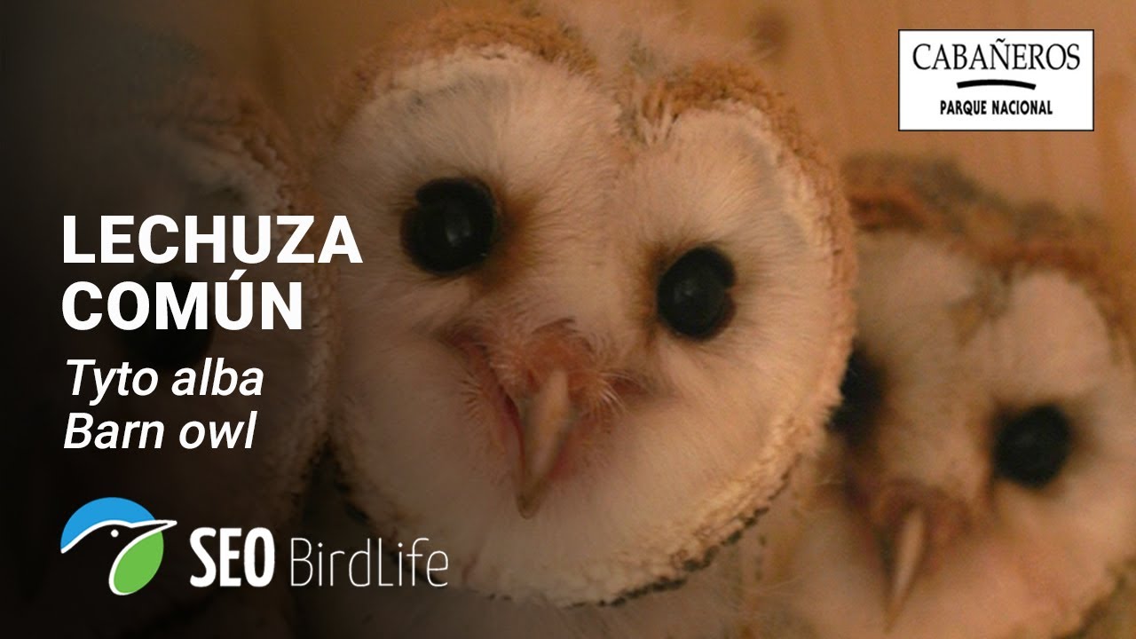 🦉 Lechuza común - INTERIOR  - 🔴 DIRECTO Parque Nacional de Cabañeros