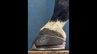 Small Roller Shoe and Hoof Cast for Horse with Low Grade Chronic Laminitis screenshot 4
