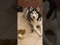 Kitten Is Protected By 2 GIANT Siberian Huskies!! #shorts