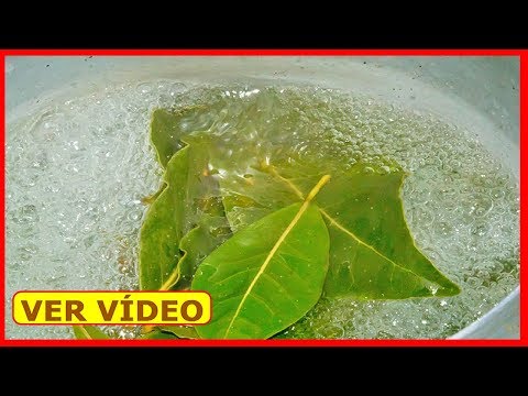 Uma Única FOLHA DE LOURO Fervida e Você Nunca Terá Essas 8 Doenças | PODE SALVAR SUA VIDA