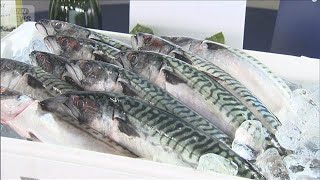 「サバヌーヴォー」今シーズン初上陸　ノルウェー産の“プレミアム”なサバ【知っておきたい！】【グッド！モーニング】(2025年9月20日)