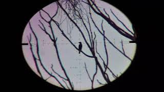 Burung rese ges