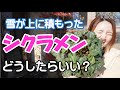 シクラメン 雪が上に積もった どうしたらいい? スカスカ 復活方法 管理方法【おうちでガーデニング】開花園チャンネル