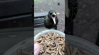 О голодном скворце / About the hungry starling