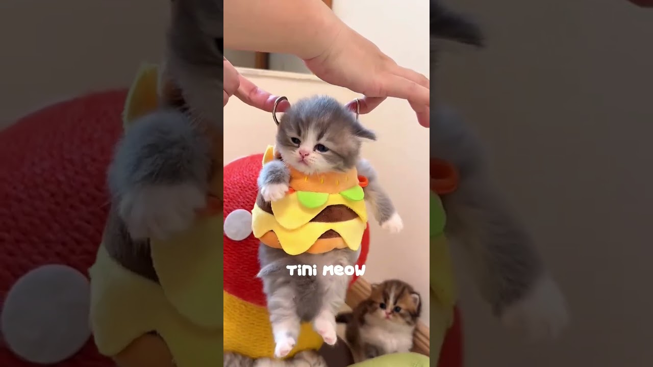 Das kleine Kätzchen miaut! 💕😻 