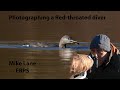 Getting close to a Red-throated diver