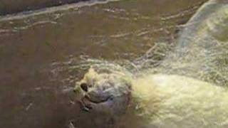 Silkmoth Emerges From Co