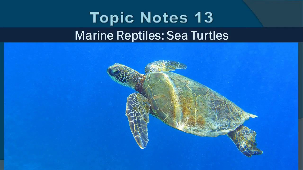 Topic Notes 13 Sea Turtles YouTube