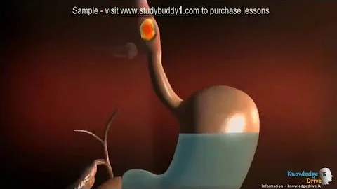 G9 2 3 2 Active Transport in Animals humans Sample