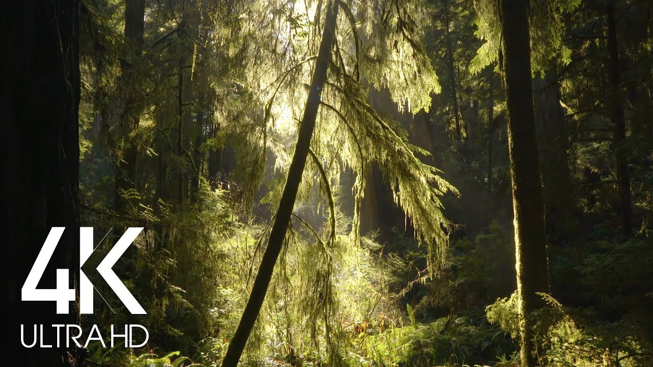 8 Hours of Relaxing Sounds of Water Stream in the Morning Forest for Sleep   Study in 4K Resolutiaon