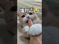 つれない対応すぎる猫!噛みつき&足ギューン!#スコティッシュフォールド #猫 #cat #scottishfold #kitten #ねこ #子猫 #甘噛み #shorts