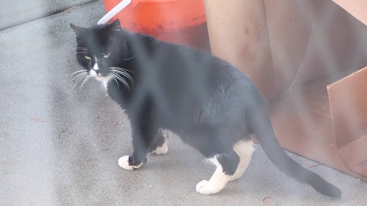 funny cats sleeping in weird positions compilation 2014 funnyplox Boo Year 2 # 95 - Hydrox Keeps Eating, More Christmas Presents For The Cats