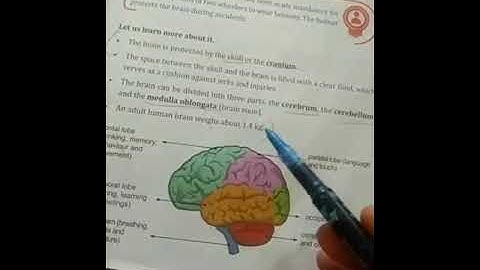 5th Std Science Ln 1,Our Organ Systems ~Part 1