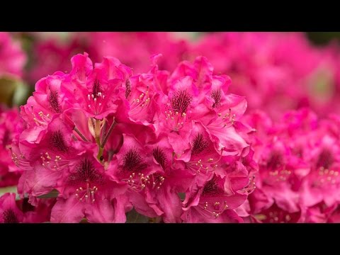 Wideo: Rododendrony: Sadzenie, Pielęgnacja, Zastosowanie W Projektowaniu