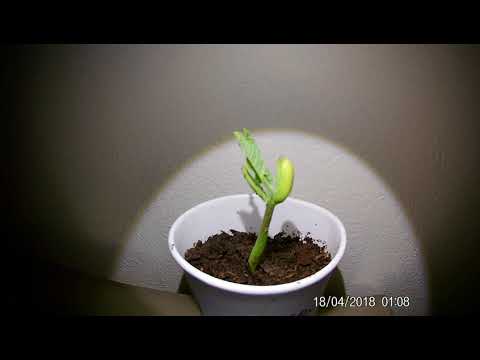 Growing Under White LED Light Time Lapse 4 Days In 1 Minute
