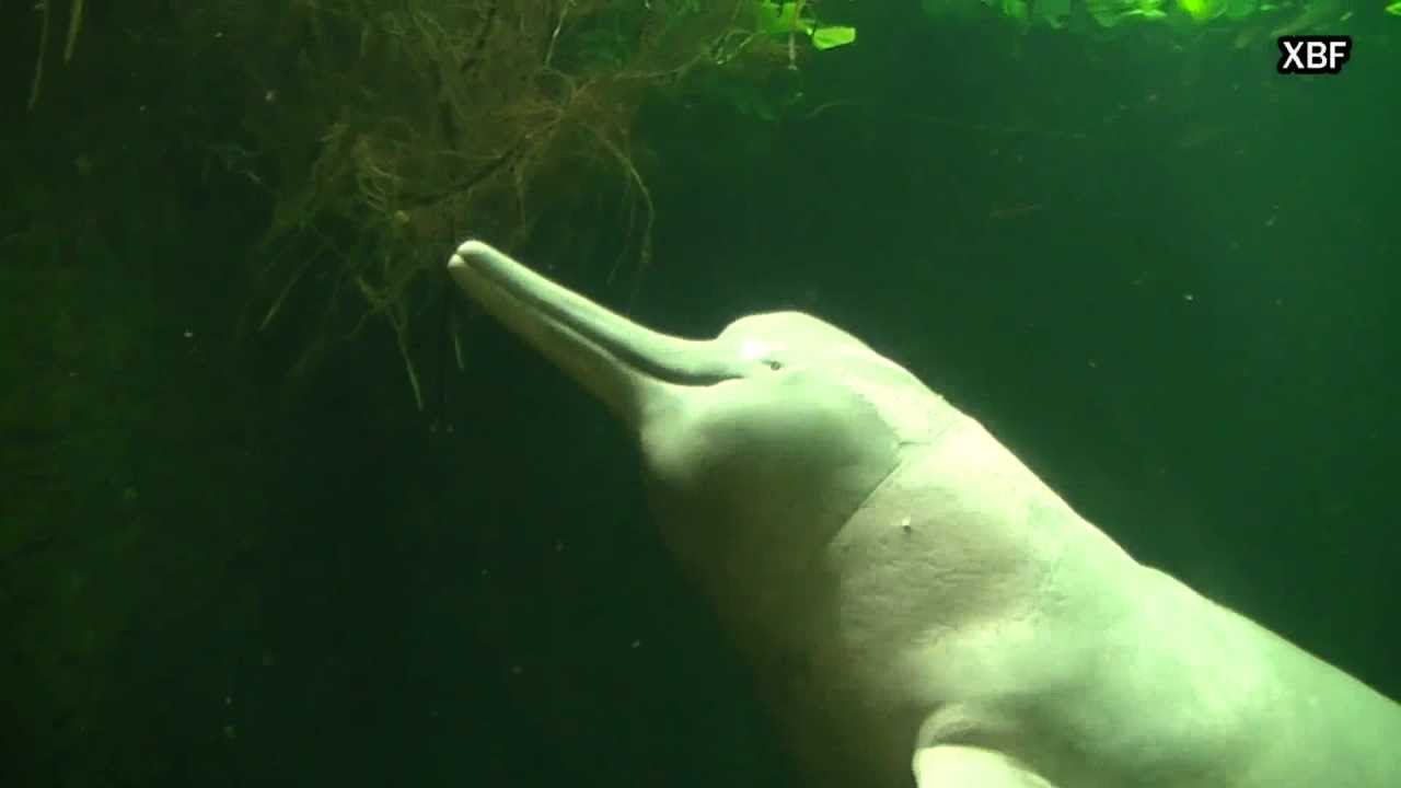 Amazon River Images Hd Amazon River Images Hd