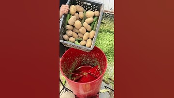 #fcnfm Revolutionizing Feeding Practices for Poultry: The Unique Features of the FCNFM Feed Crusher