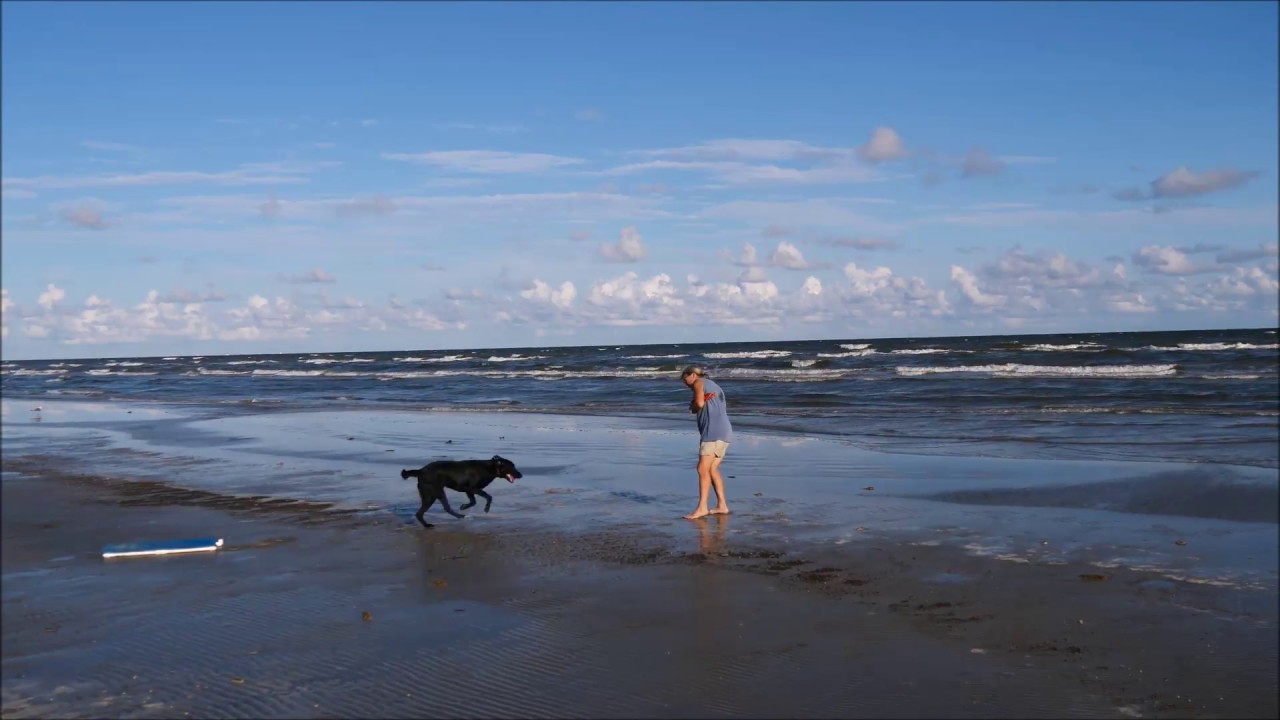 Watermark Retrievers Training and Adapting Home Plate at The Beach