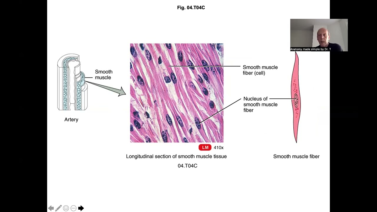 muscle tissue sections