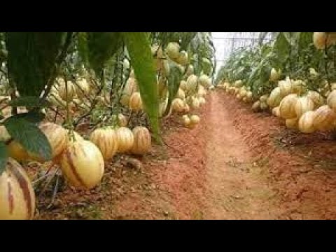 فيديو: معلومات عن البطيخ المليونير: نصائح لزراعة نباتات البطيخ المليونير