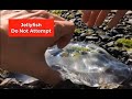 Picking Up Jellyfish With Bare Hands