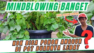 GOKIILLL MINDBLOWING! BONGKAR RAHASIA KEBERHASILAN TANAM POHON ANGGUR DI POT ALA ARGA URBAN FARMING