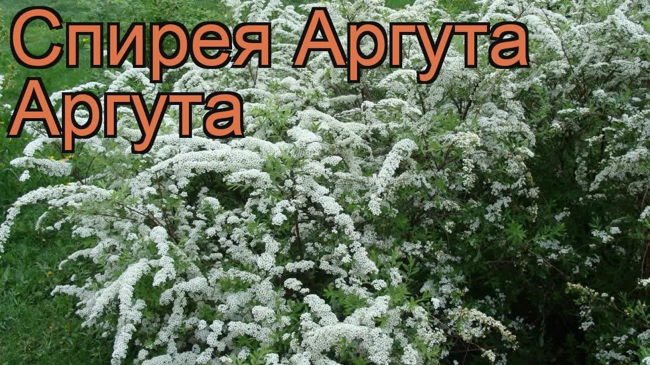 Спирея аргута Аргута (spirea arguta arguta) 🌿 спирея Аргута обзор: как сажать саженцы спиреи Аргута