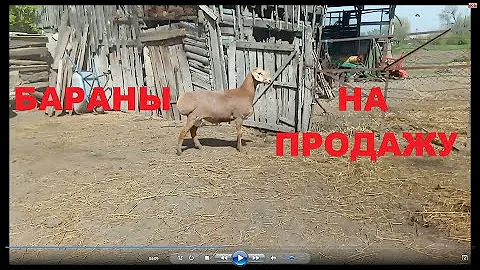 Бараны на продажу 27 апреля 2022 г.