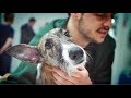 Luchamos por salvar a un cachorrito roto | Let´s Adopt España