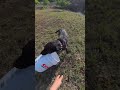 el perro cubetaaaaa!!! dejenme su laik para subir mas contenido!!!