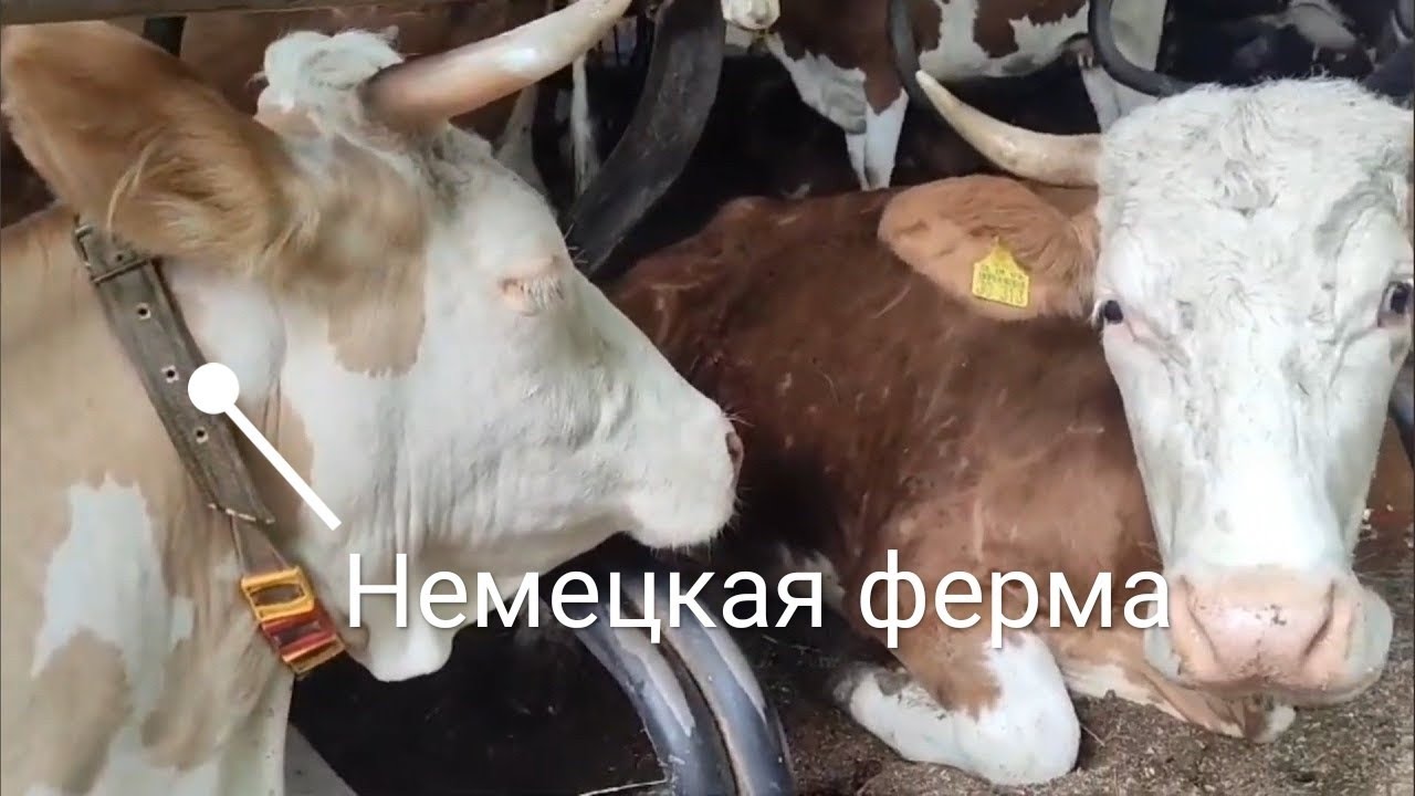 Германия Робот Дояр🐮Дрессированные коровы🐄Молочная ферма🥛 - YouTube