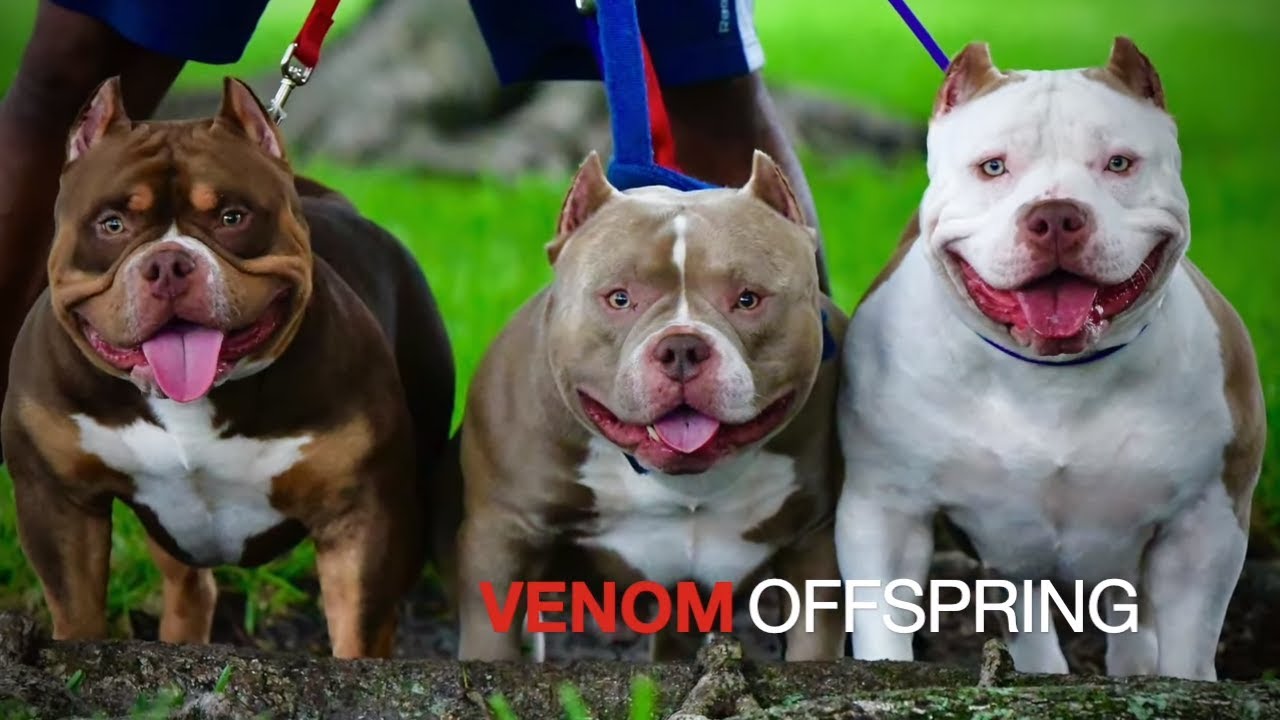 The $5 Million Dollar Bully: Louis V Line's Venom - 150+ Amazing Venom  Offspring 
