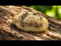 The American Dagger Moth Pt. 2 - The Cocoon