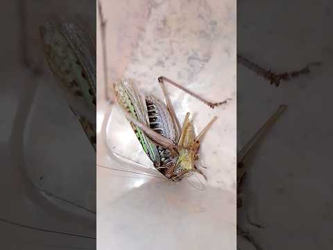Кузнечик атакует Katydid attacks #katydid