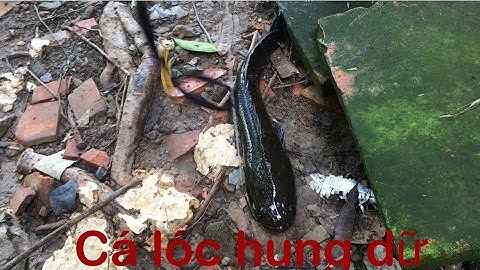 Utlunmientay# câu vịt bầy khói đèn dính được con cá lóc# utlunmientay#