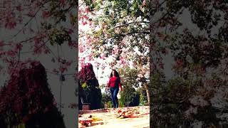 Tew Veyvikê ~ Erdoğan Emir