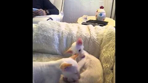 Watch the video about Red Siamese kitten