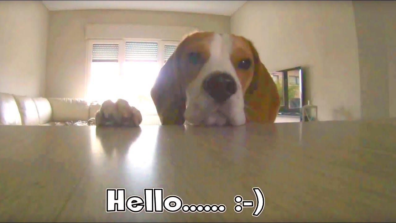 HIDDEN CAMERA PRANK ON MY BEAGLE : Funny Beagle Dog  Louie