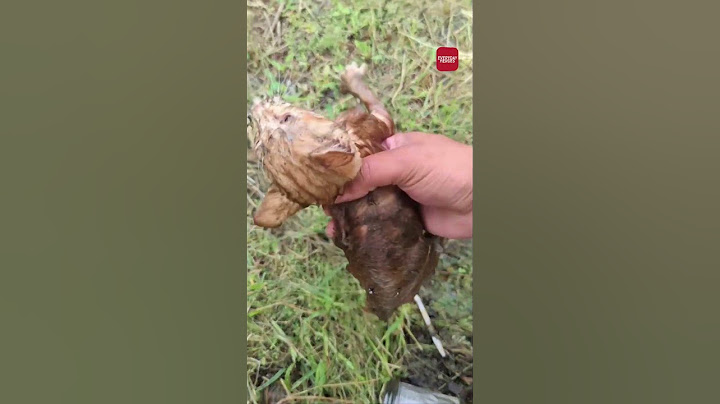 Kitten saved from drowning in rain water | Everyday Heroes